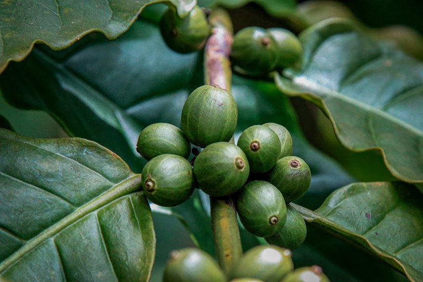 climate impact on coffee
