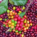 from seedling to roasted bean
