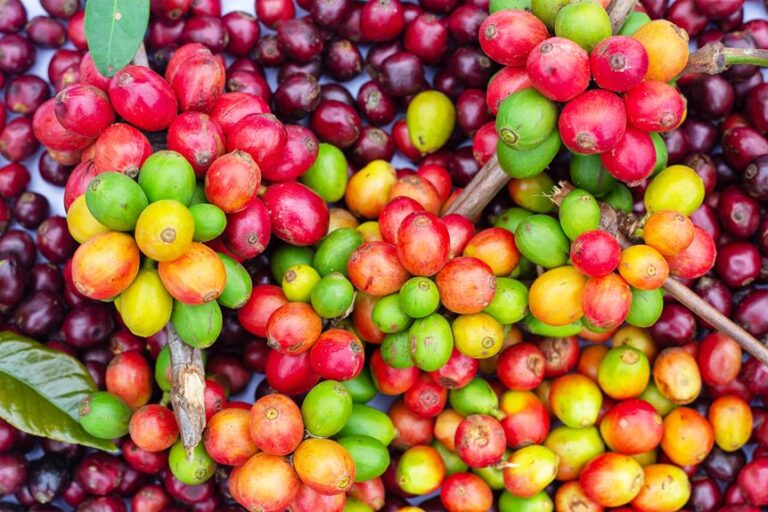 fruit surrounding coffee seed