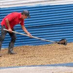 global coffee harvesting techniques