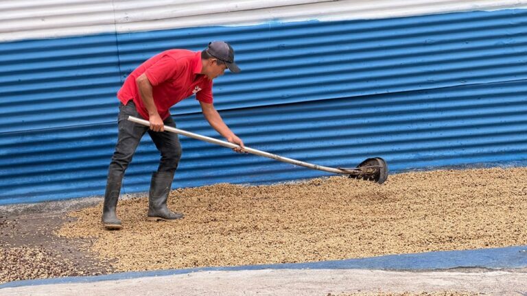global coffee harvesting techniques