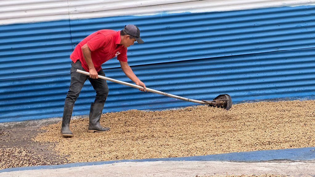 global coffee harvesting techniques
