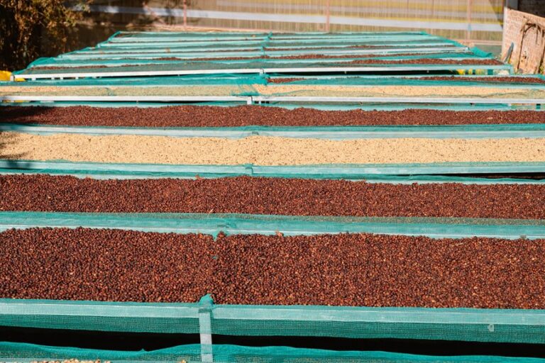 post harvest coffee processing methods